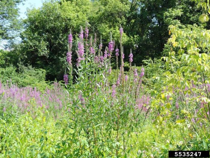 Loosestrife, Purple | Vermont Invasives